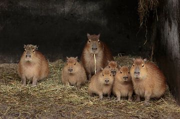 Capibara"s van Frank Smedts
