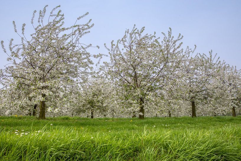 Kirschblüte von Veerle Beeckmans