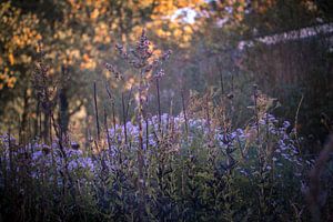 Couleurs d'automne