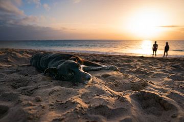 Hond bij zonsondergang op het strand van Raphotography