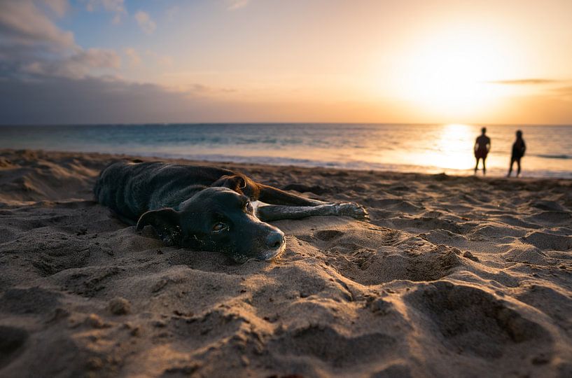 Dog at sunset on the beach by Raphotography