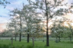 Blüte in Mehrfachbelichtung