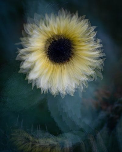 Zonnebloem