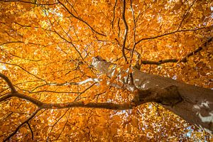 Herbstliche Buche im Naturpark Rheingau-Taunus