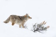 Coyote (Canis latrans) in de winter op jacht in hoge sneeuw, wild, Yellowstone NP, USA. van wunderbare Erde thumbnail