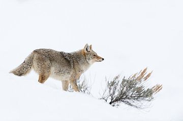 Coyote (Canis latrans) in de winter op jacht in hoge sneeuw, wild, Yellowstone NP, USA. van wunderbare Erde
