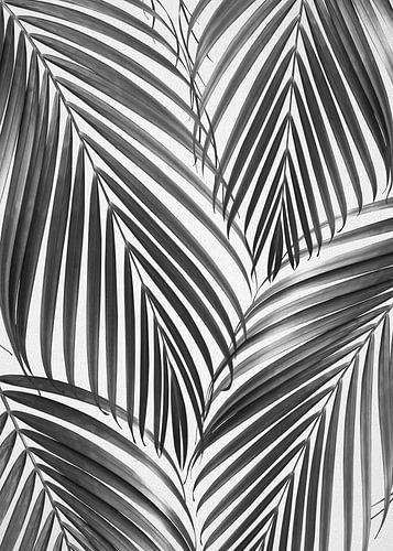 Palm Leaves - Black & White