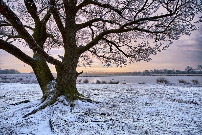 Boom in Winters landschap van Peter Bolman