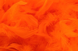 Orange feathers