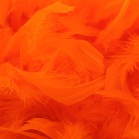Orange feathers van Monique van Waterschoot