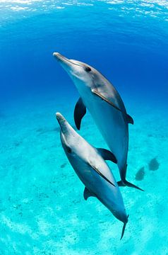 Duo de dauphins sur Joost van Uffelen