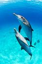 Delfin Duo von Joost van Uffelen Miniaturansicht