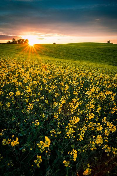 Koolzaadveld in de zonsondergang van Martin Wasilewski