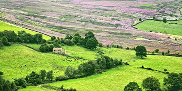 Heather in Bloom in Bilsdale van Gisela Scheffbuch