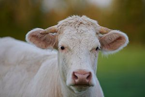 Neugierige französische Kuh