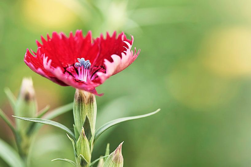 Amazingly shaped red flower in a dreamy environment by Tony Vingerhoets