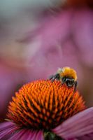 Bumblebee enjoying flower