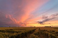 Sunset over Wheatfield in Holland