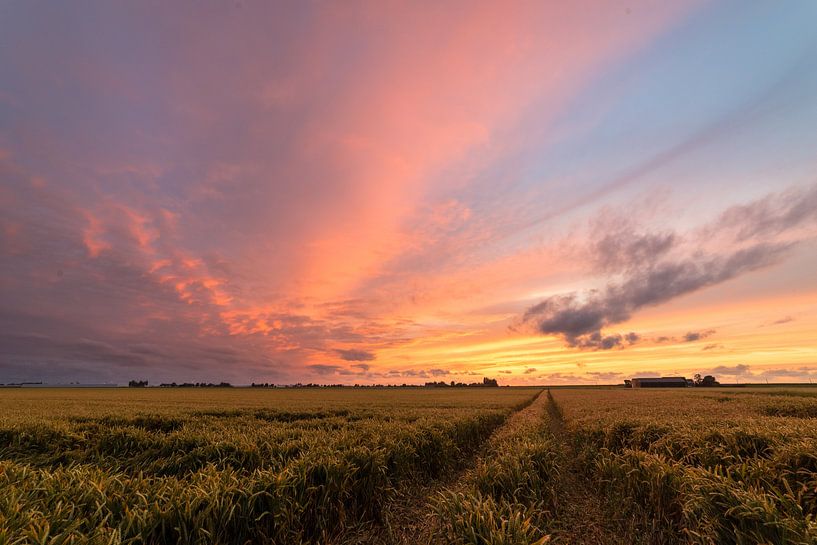 Sunset over Wheatfield in Holland by Menno van der Haven