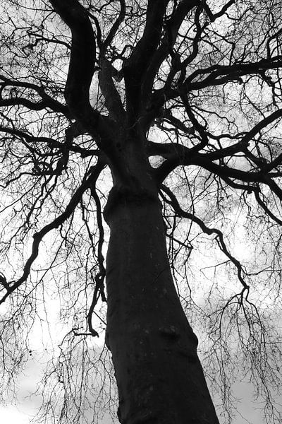 Grand arbre par Boot