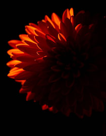 “Ember Chrysanthemum VI” by Ember Bloom