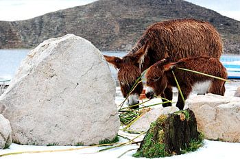 Ezels op het strand, Isla del Sol