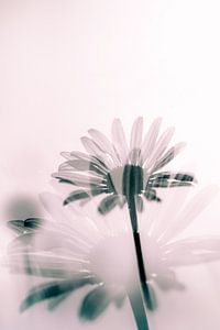 Margerite au soleil du soir