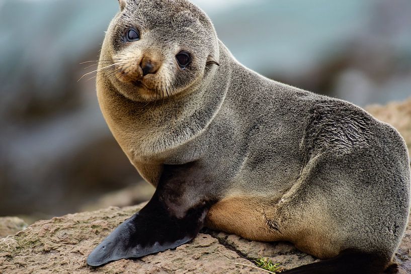 Hello by Stefan Havadi-Nagy