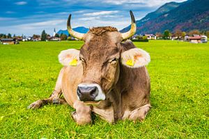Kuh, Allgäuer Braunvieh, auf der Weide, Loretto Wiesen, bei Oberstdorf, Allgäu