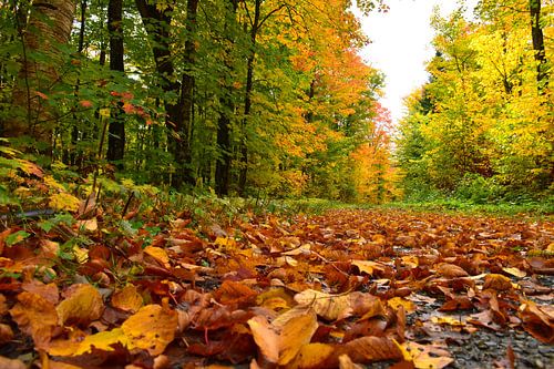 Een landweg in de herfst