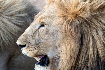 Portrait des Lions sur Angelika Stern