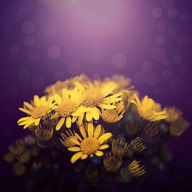 Zon aanbidders. by Danny van den Berg