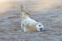 Jonge zeehond rolt in het zand