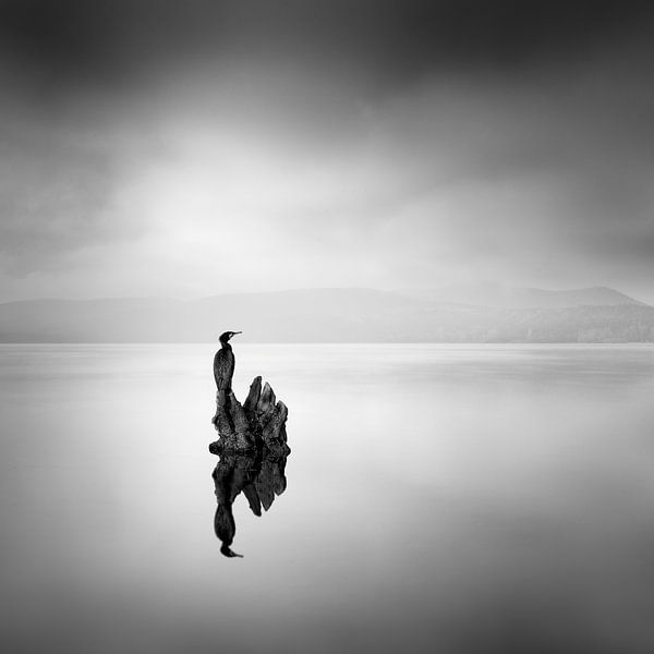 Cormorant 02 by George Digalakis