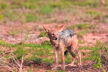 'Fox scanning environment.'