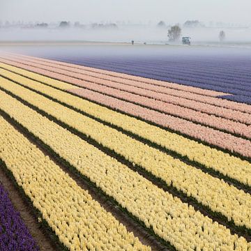 Hyacinth field in Lisse by Paul Heijmink