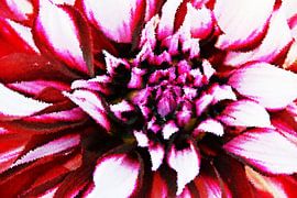 Fleurs de dahlia mixed media sur Werner Lehmann