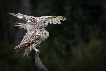 Long-eared owl
