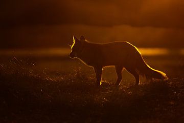 Sunset von Pim Leijen