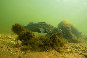 snoekbaars (Sander lucioperca) van Arthur de Bruin