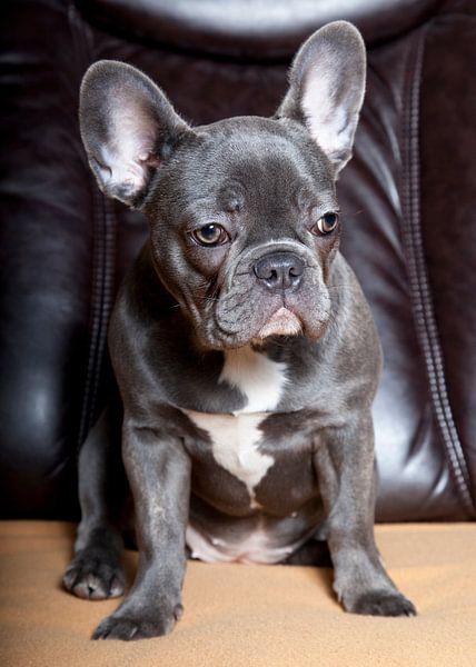 French Bulldog by Falko Follert