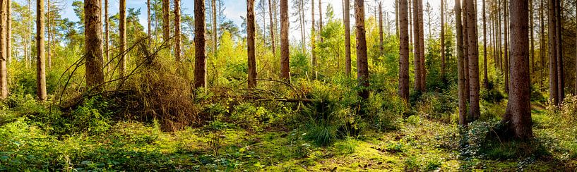 spruce forest by Günter Albers