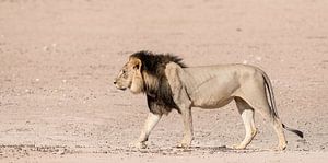 A Kgalagadi King!
