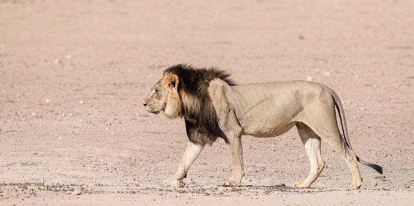 A Kgalagadi King! van Robert Kok