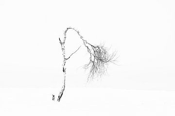 Winter boom in de sneeuw van Ingrid Van Damme fotografie