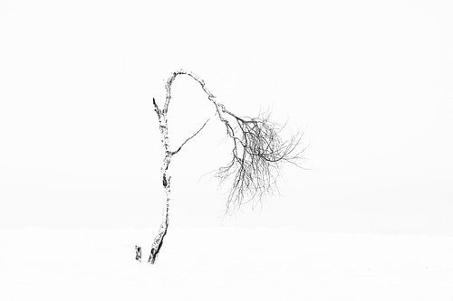 Winter boom in de sneeuw
