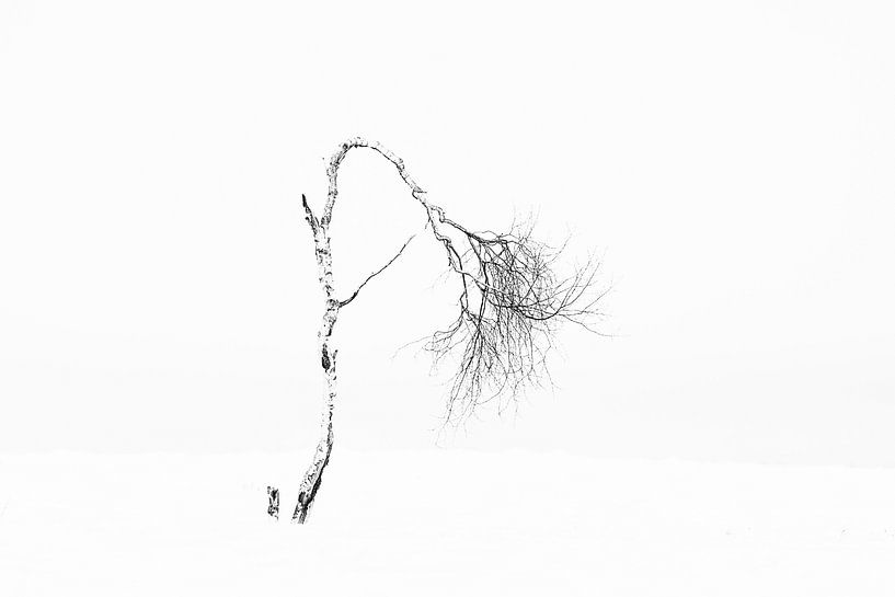 Winter boom in de sneeuw van Ingrid Van Damme fotografie