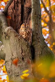 Chouette hulotte sur Dennis Schaefer