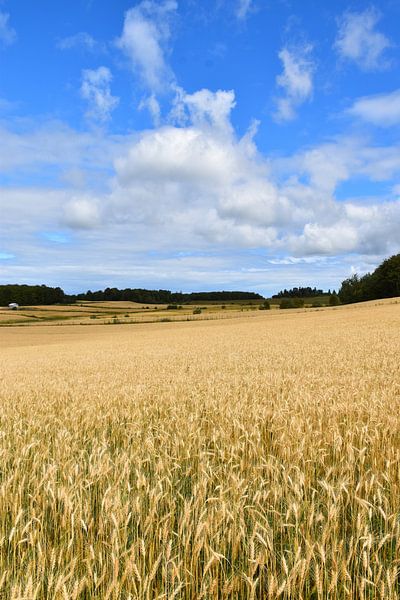 A wheat field in summer by Claude Laprise