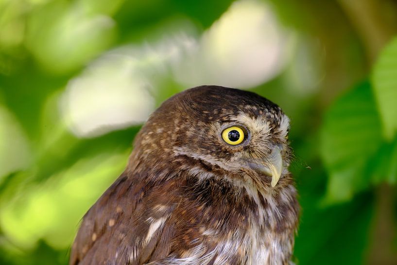 Portrait of a pygmy owl by Quirina Kamoen